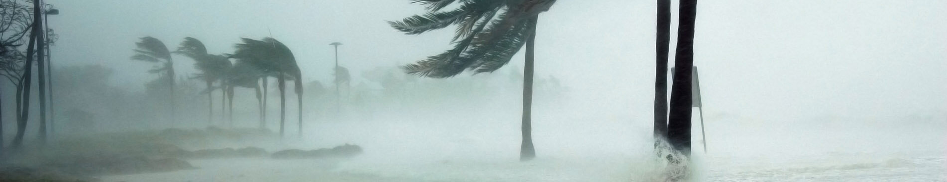 Palm trees being blown by a hurricane.